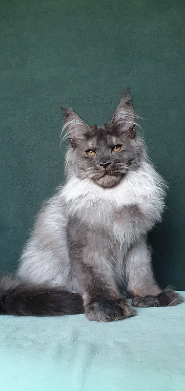 Yumy Cat  Akbars (polydactyl) 66/66 - Kitten maine-coon 4 months 3.5 weeks