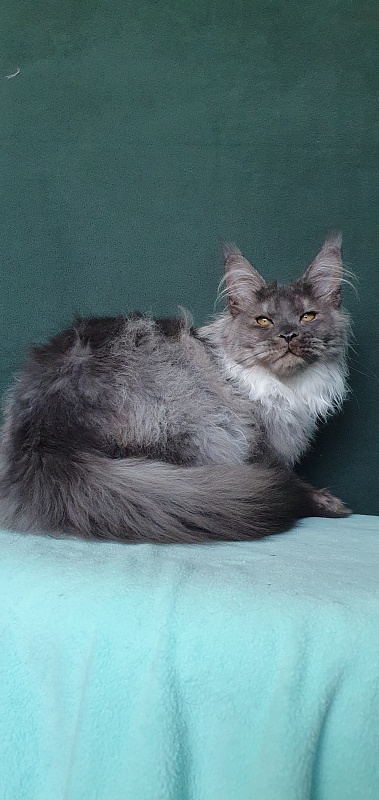 Yumy Cat  Akbars (polydactyl) 66/66 - Kitten maine-coon 4 months 3.5 weeks