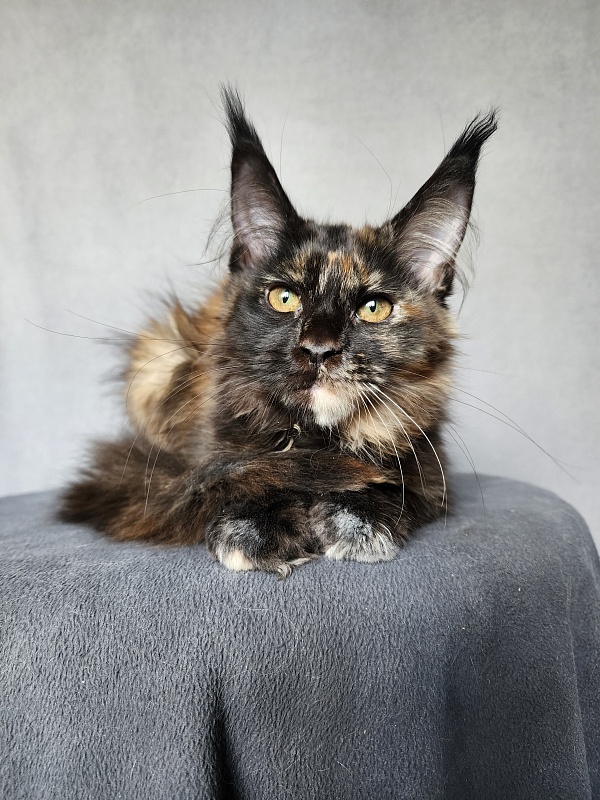 Yemma Cat  Akbars (polydactyl)66/66 - Kitten maine-coon 2 months 3.5 weeks