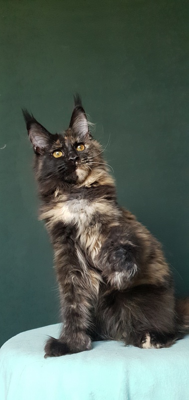 Yemma Cat  Akbars (polydactyl)66/66 - Kitten maine-coon 4 months 3.5 weeks