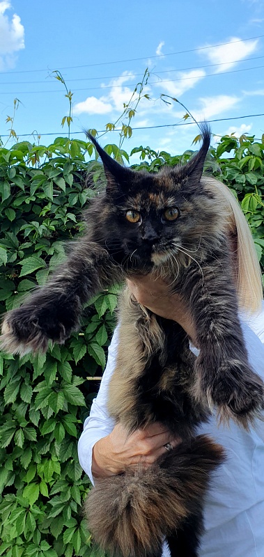 Yemma Cat  Akbars (polydactyl)66/66 - Kitten maine-coon 5 months 2 weeks