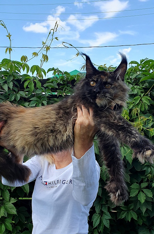 Yemma Cat  Akbars (polydactyl)66/66 - Kitten maine-coon 5 months 2 weeks