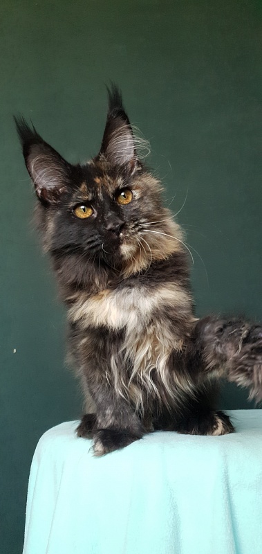 Yemma Cat  Akbars (polydactyl)66/66 - Kitten maine-coon 4 months 3.5 weeks