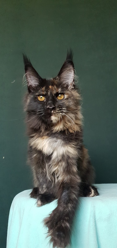 Yemma Cat  Akbars (polydactyl)66/66 - Kitten maine-coon 4 months 3.5 weeks