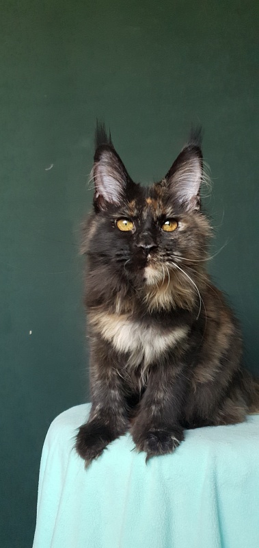 Yemma Cat  Akbars (polydactyl)66/66 - Kitten maine-coon 4 months 3.5 weeks