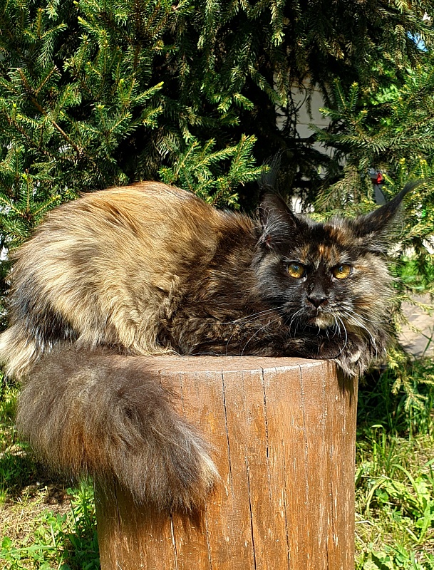 Yemma Cat  Akbars (polydactyl)66/66 - Kitten maine-coon 5 months 2 weeks