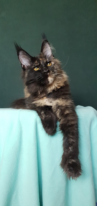 Yemma Cat  Akbars (polydactyl)66/66 - Kitten maine-coon 4 months 3.5 weeks