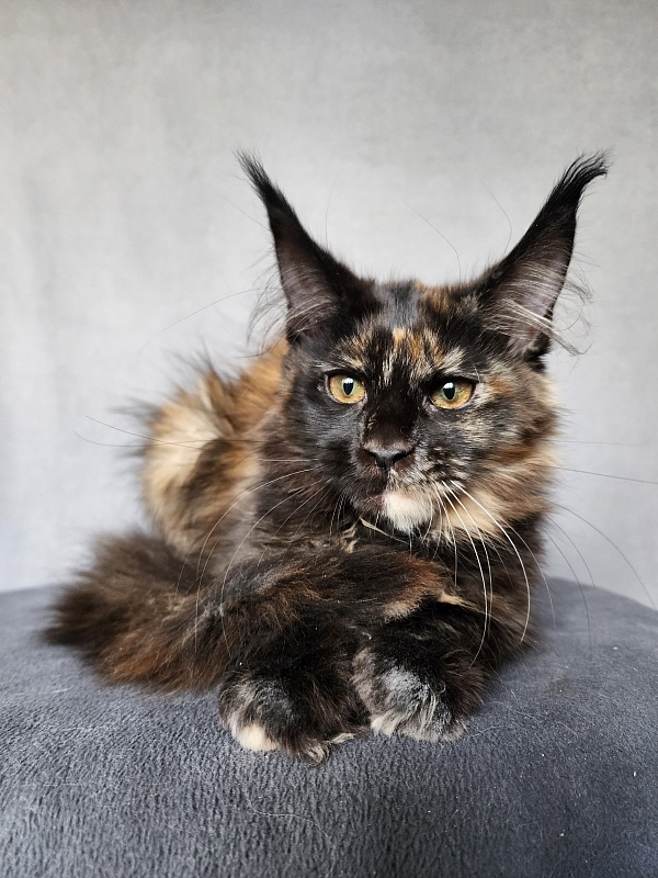 Yemma Cat  Akbars (polydactyl)66/66 - Kitten maine-coon 2 months 3.5 weeks