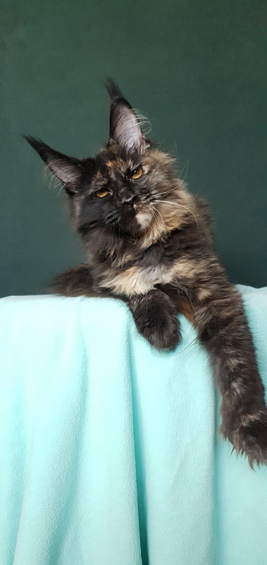 Yemma Cat  Akbars (polydactyl)66/66 - Kitten maine-coon 4 months 3.5 weeks