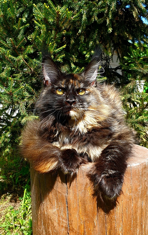 Yemma Cat  Akbars (polydactyl)66/66 - Kitten maine-coon 5 months 2 weeks