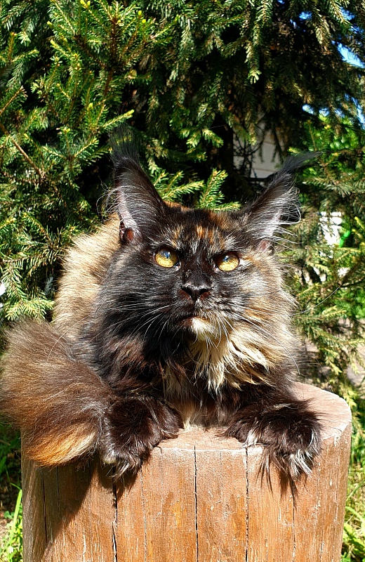 Yemma Cat  Akbars (polydactyl)66/66 - Kitten maine-coon 5 months 2 weeks