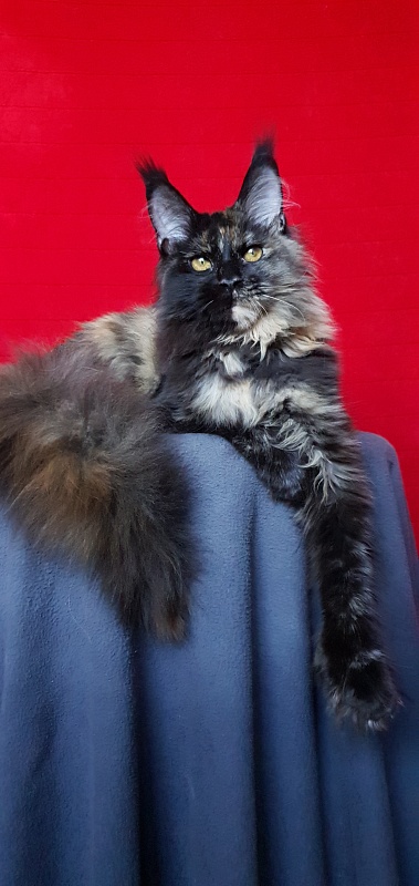 Yemma Cat  Akbars (polydactyl)66/66 - Kitten maine-coon 5 months 2 weeks