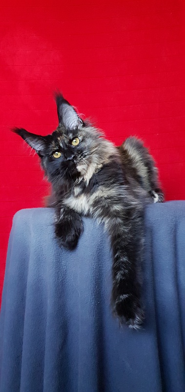 Yemma Cat  Akbars (polydactyl)66/66 - Kitten maine-coon 5 months 2 weeks