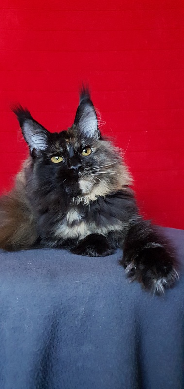 Yemma Cat  Akbars (polydactyl)66/66 - Kitten maine-coon 5 months 2 weeks