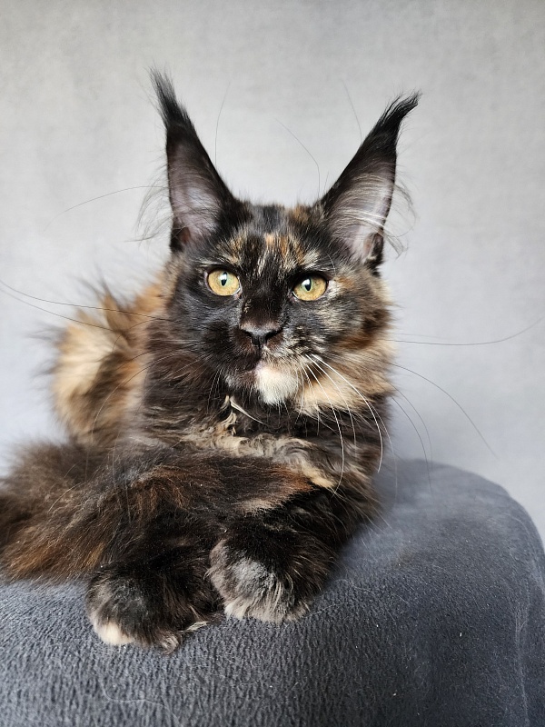 Yemma Cat  Akbars (polydactyl)66/66 - Kitten maine-coon 2 months 3.5 weeks