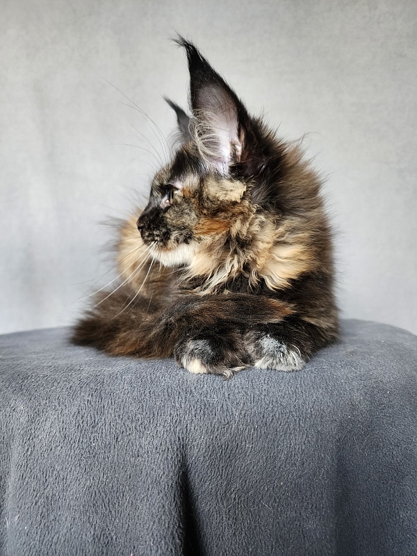 Yemma Cat  Akbars (polydactyl)66/66 - Kitten maine-coon 2 months 3.5 weeks