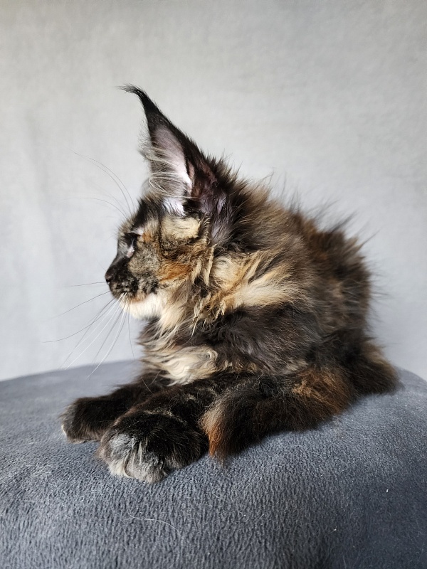 Yemma Cat  Akbars (polydactyl)66/66 - Kitten maine-coon 2 months 3.5 weeks