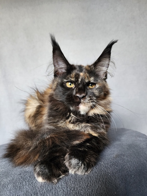 Yemma Cat  Akbars (polydactyl)66/66 - Kitten maine-coon 2 months 3.5 weeks