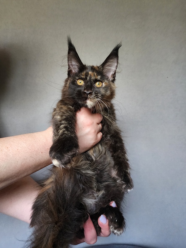 Yemma Cat  Akbars (polydactyl)66/66 - Kitten maine-coon 2 months 3.5 weeks