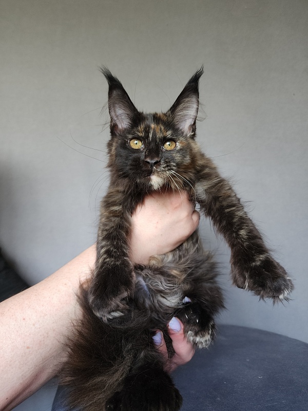 Yemma Cat  Akbars (polydactyl)66/66 - Kitten maine-coon 2 months 3.5 weeks