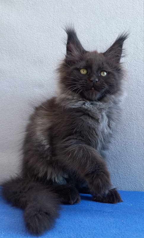 Wiff Akbars - Kitten maine-coon 1 month 2 weeks