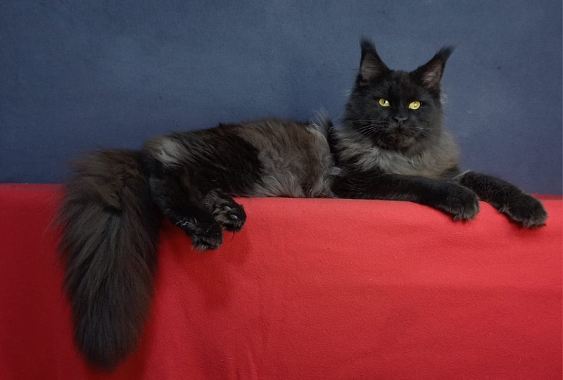 Wiff Akbars - Kitten maine-coon 6 months 2.5 weeks