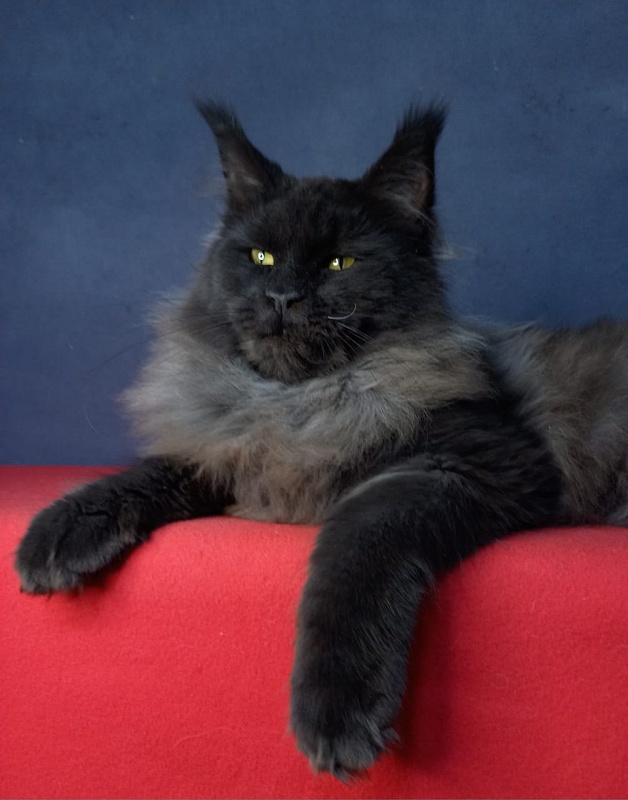 Wiff Akbars - Kitten maine-coon 6 months 2.5 weeks