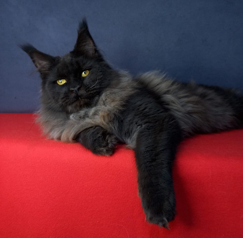 Wiff Akbars - Kitten maine-coon 6 months 2.5 weeks