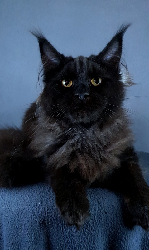 Wiff Akbars - Kitten maine-coon 5 months 3 weeks