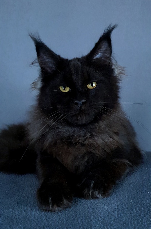 Wiff Akbars - Kitten maine-coon 5 months 3 weeks