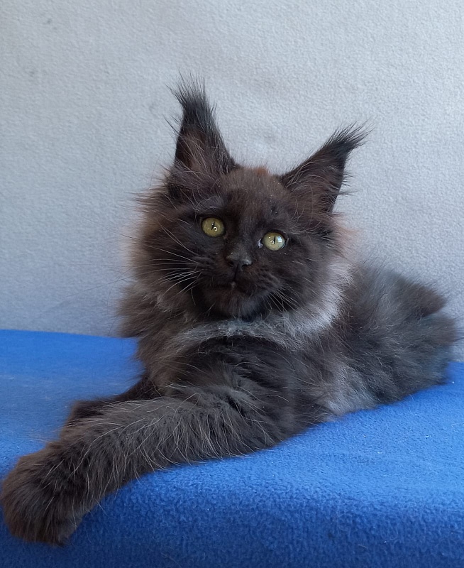 Wiff Akbars - Kitten maine-coon 1 month 2 weeks
