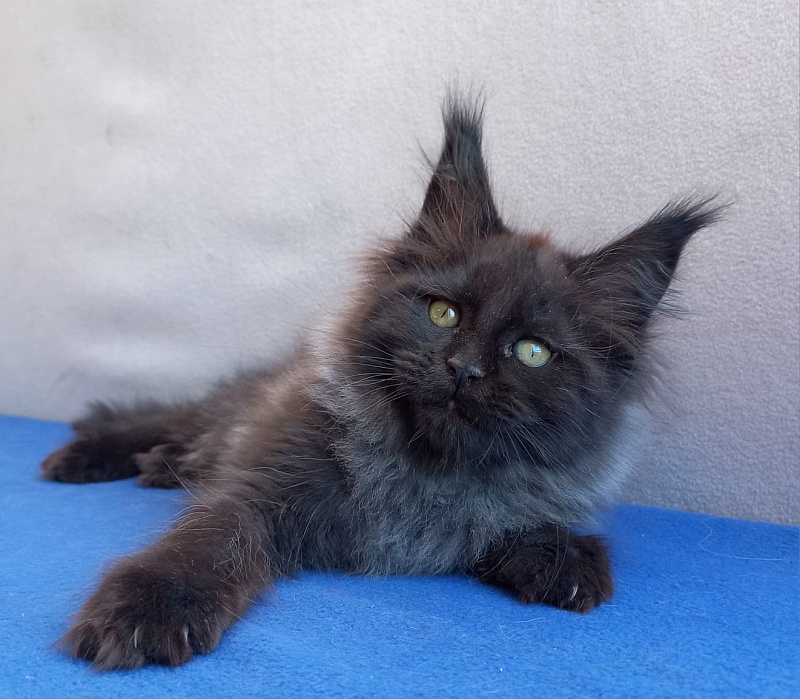 Wiff Akbars - Kitten maine-coon 1 month 2 weeks