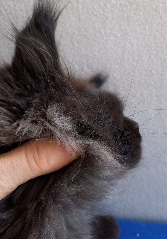 Wiff Akbars - Kitten maine-coon 1 month 2 weeks