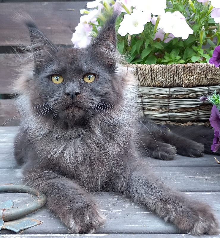 Wiff Akbars - Kitten maine-coon 3 months 3.5 weeks