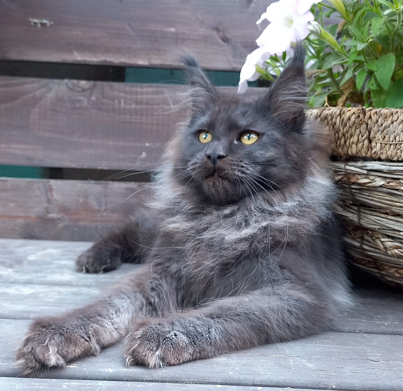 Wiff Akbars - Kitten maine-coon 3 months 3.5 weeks