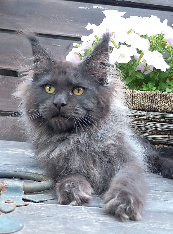 Wiff Akbars - Kitten maine-coon 3 months 3.5 weeks