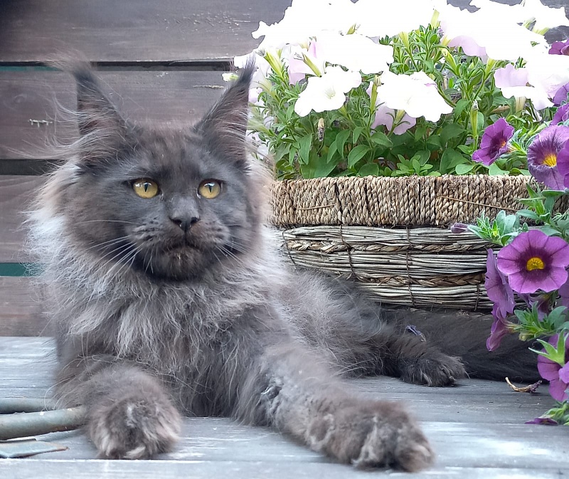 Wiff Akbars - Kitten maine-coon 3 months 3.5 weeks