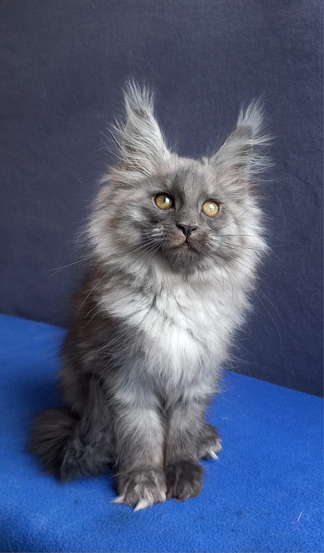 Whisser  Akbars - Kitten maine-coon 1 month 2 weeks
