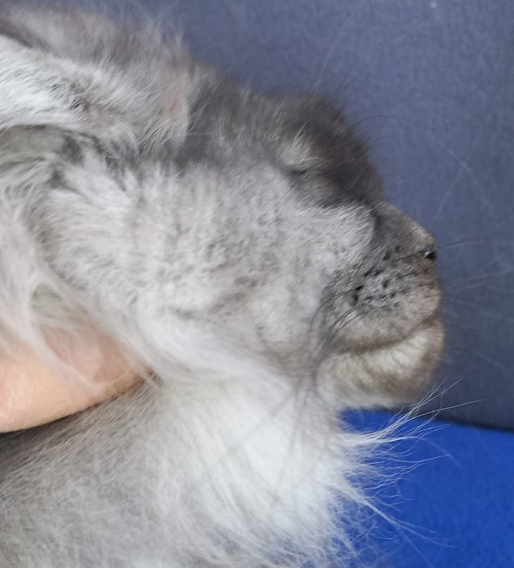 Whisser  Akbars - Kitten maine-coon 3 months