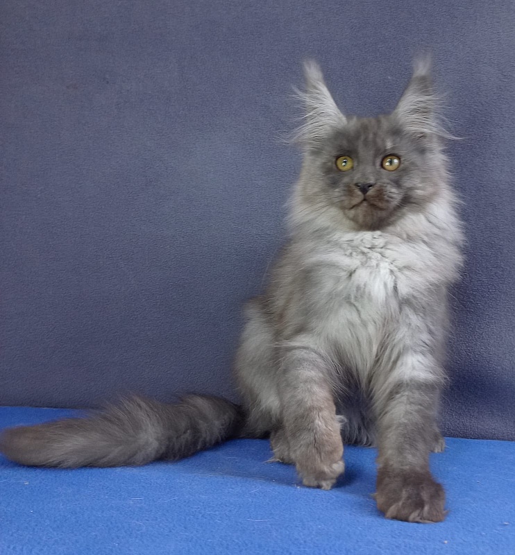 Whisser  Akbars - Kitten maine-coon 3 months