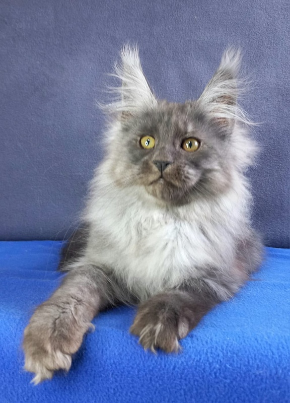 Whisser  Akbars - Kitten maine-coon 3 months