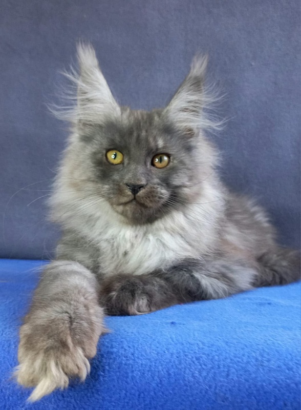 Whisser  Akbars - Kitten maine-coon 3 months