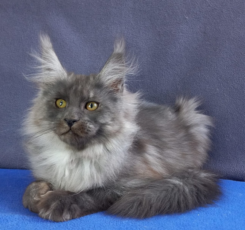Whisser  Akbars - Kitten maine-coon 3 months