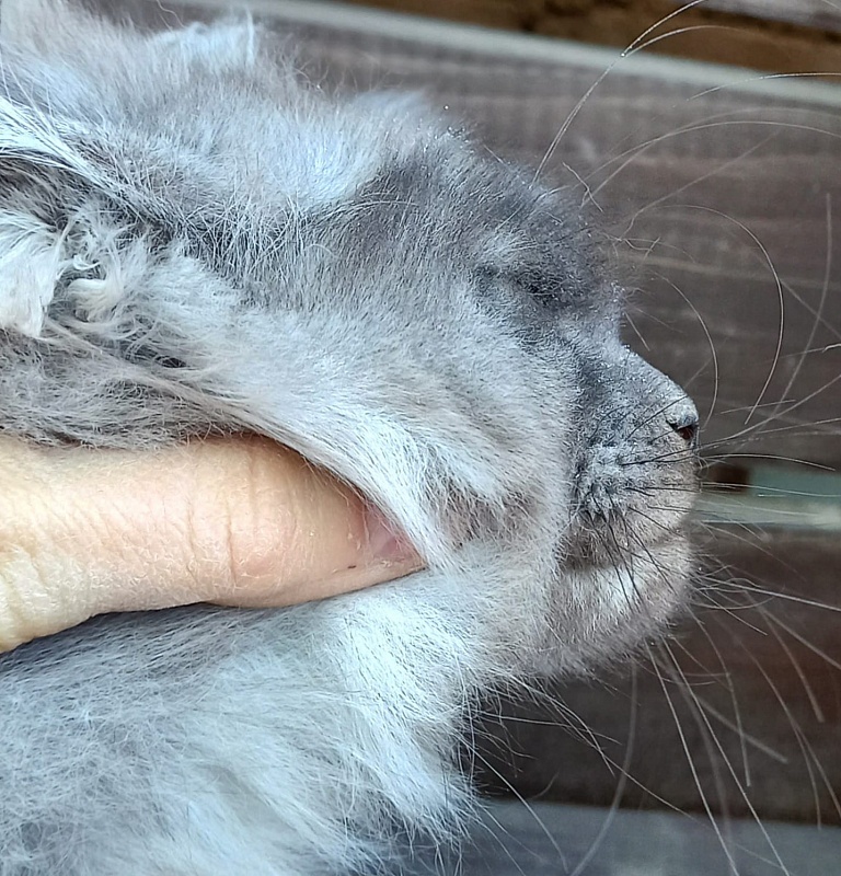 Whisser  Akbars - Kitten maine-coon 3 months 2.5 weeks