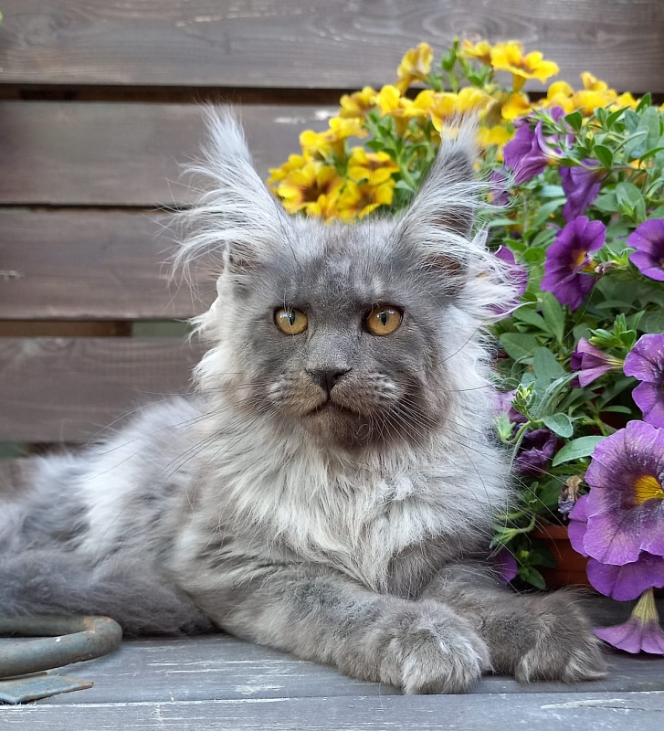 Whisser  Akbars - Kitten maine-coon 3 months 2.5 weeks