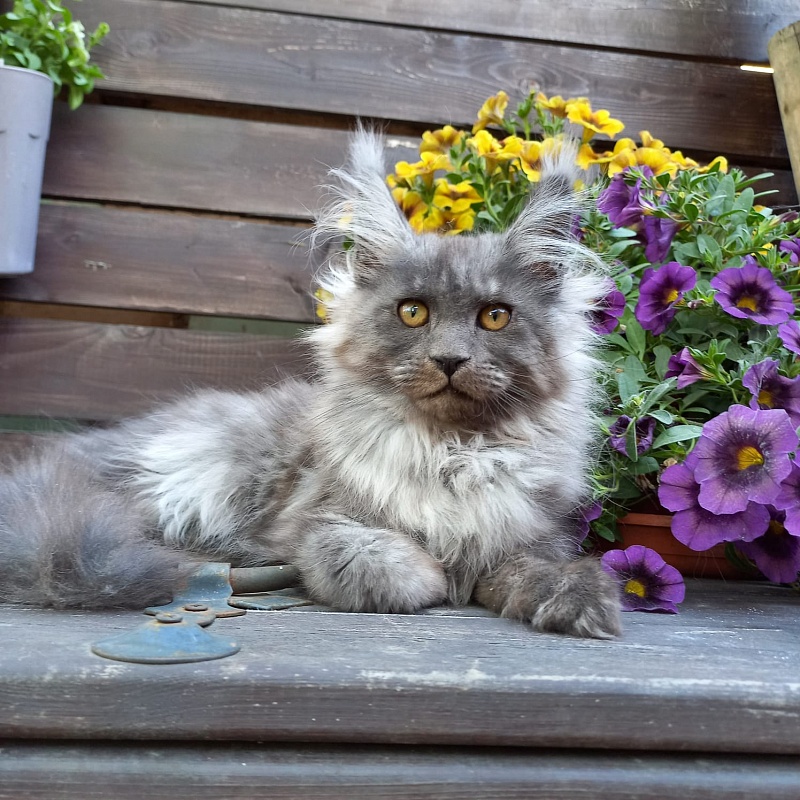Whisser  Akbars - Kitten maine-coon 3 months 2.5 weeks