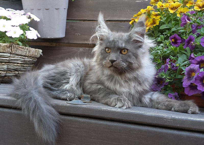Whisser  Akbars - Kitten maine-coon 3 months 2.5 weeks