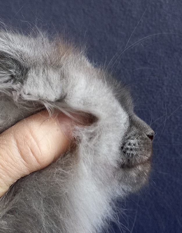 Whisser  Akbars - Kitten maine-coon 1 month 2 weeks