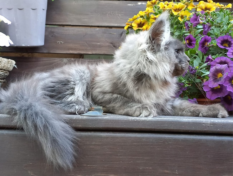 Whisser  Akbars - Kitten maine-coon 3 months 2.5 weeks