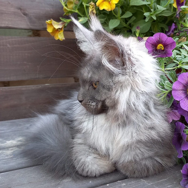 Whisser  Akbars - Kitten maine-coon 3 months 2.5 weeks